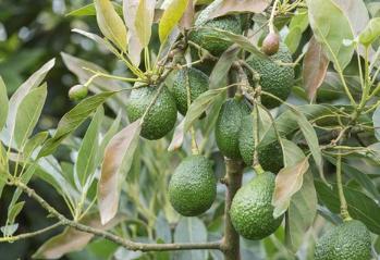 Everglades Farm | 19775 SW 296th St, Homestead, FL 33030, United States | Phone: (305) 224-6884