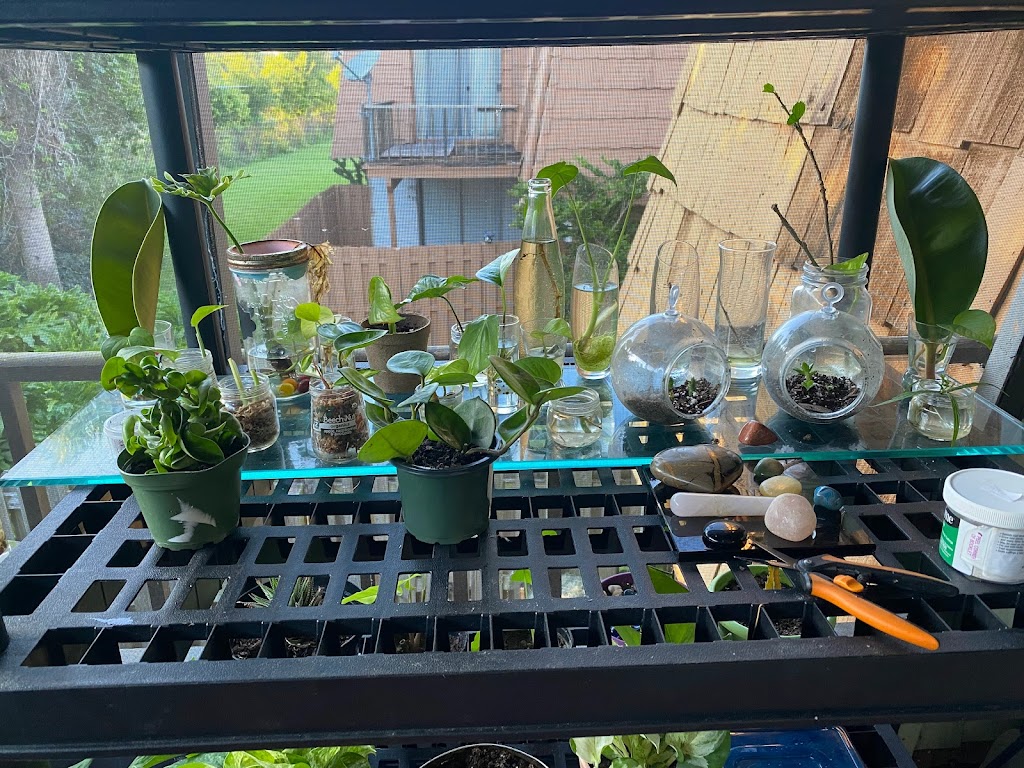 Central Florida PlantLife, LLC | 119 Moonstone Ct, Port Orange, FL 32129, USA | Phone: (386) 451-8348