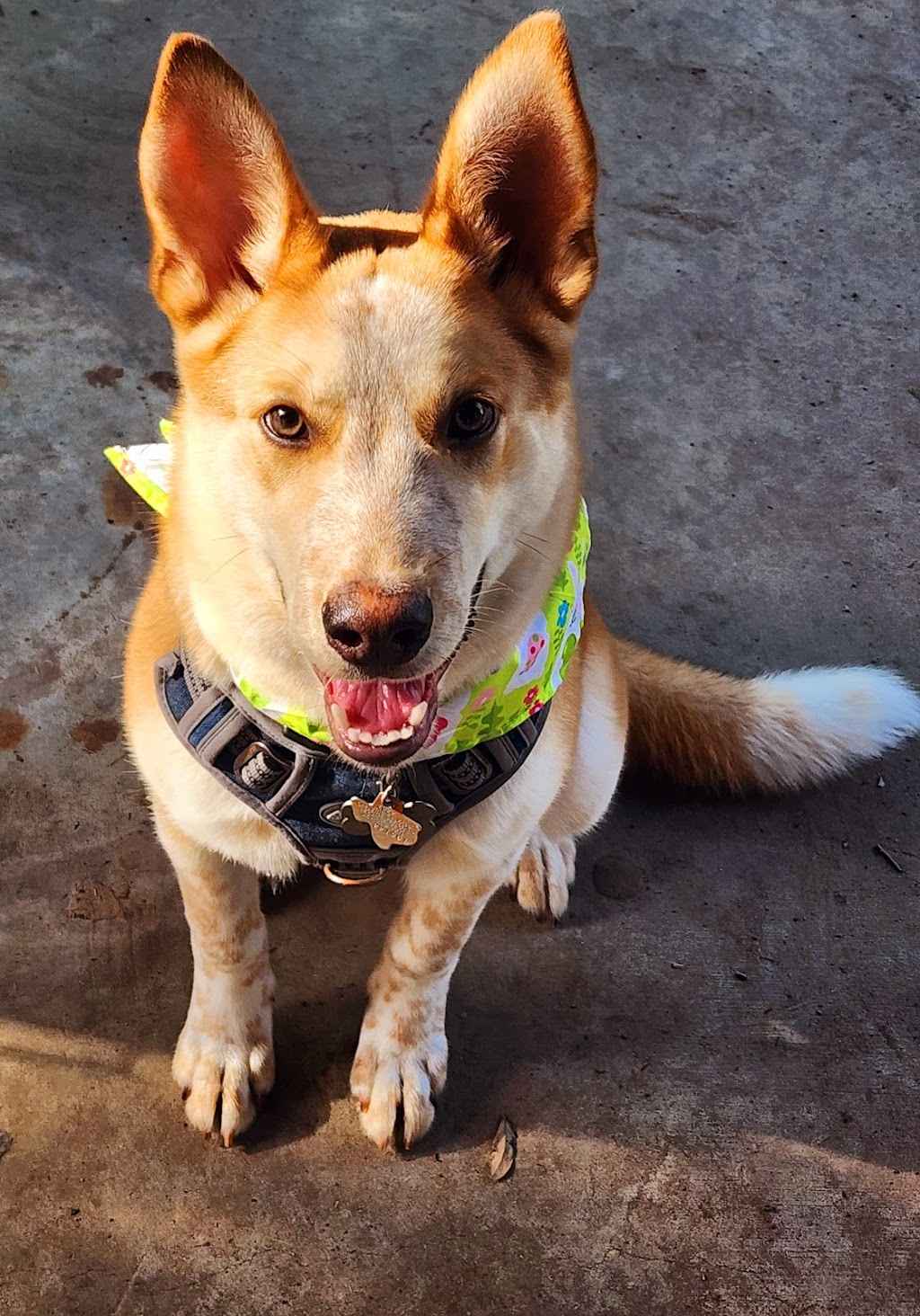 Credence Veterinary Clinic PLLC | 2389 US-59, Beeville, TX 78102, USA | Phone: (361) 358-1711