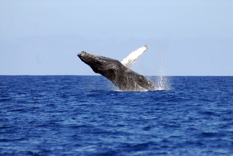 Dolphin Excursions Hawaii | 85-491 Farrington Hwy, Waianae, HI 96792, USA | Phone: (808) 239-5579