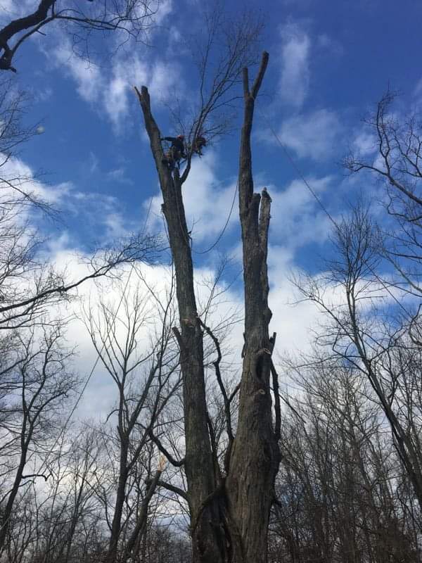 Arboriculture Prestige Tree Experts | 101 Rose St, Magnetic Springs, OH 43036, USA | Phone: (614) 571-3424