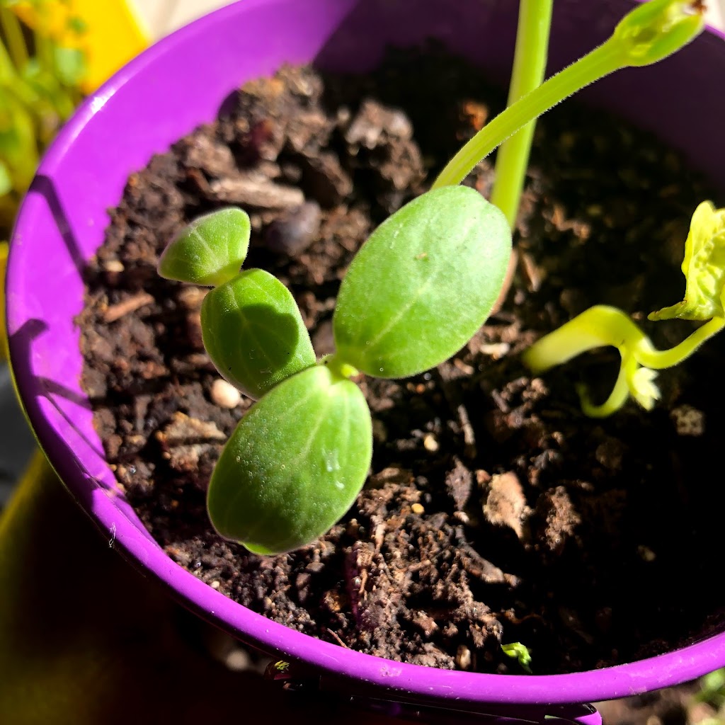 SANANGA CARE HOMES - Behavioral Healthcare Residential Facility. | 41996 W Quinto Dr, Maricopa, AZ 85138, USA | Phone: (520) 510-5057