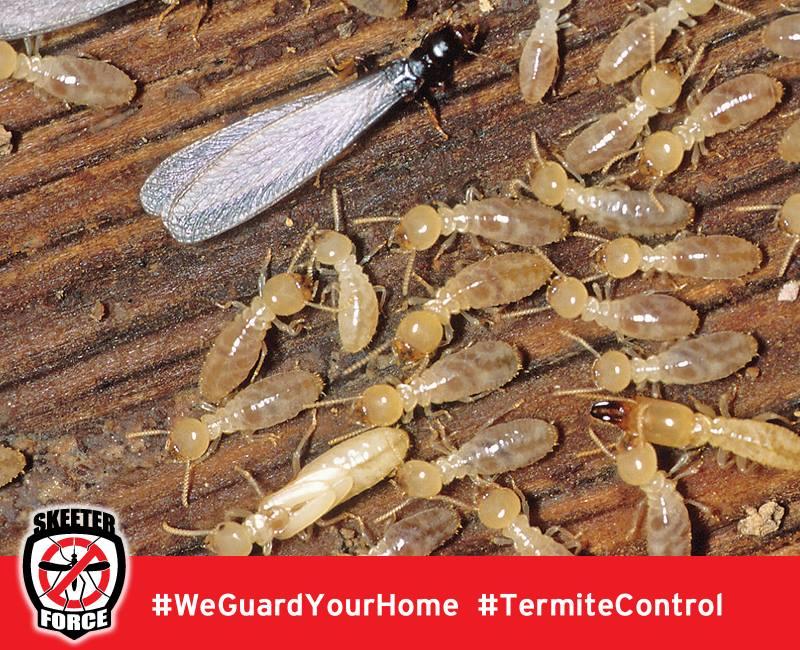 Skeeter Force LLC | 140 Golden Pheasant Dr, Slidell, LA 70461, USA | Phone: (985) 774-1189