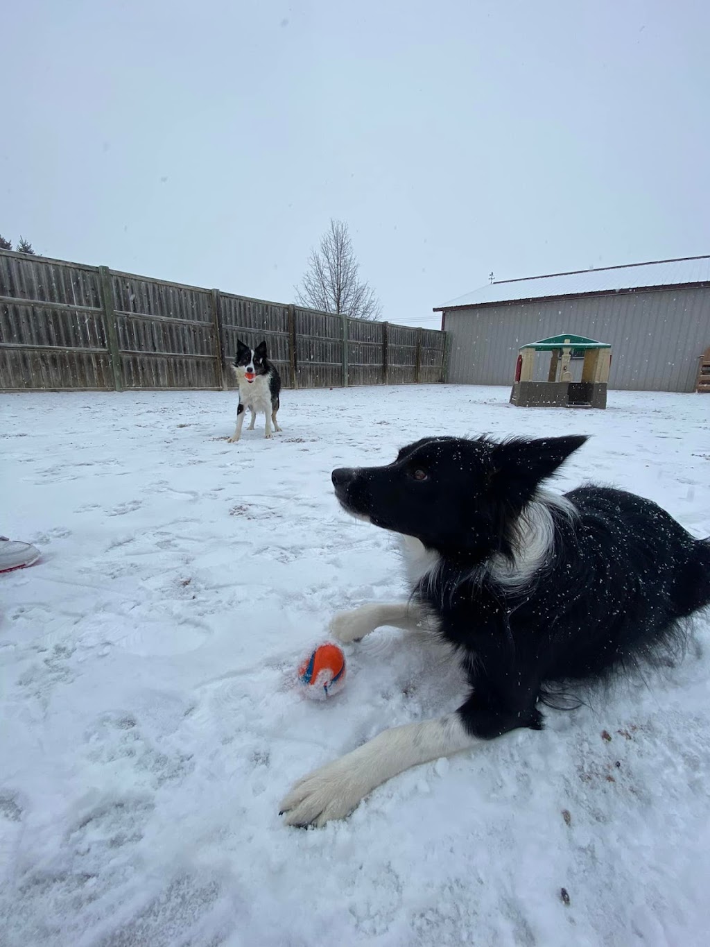 Charlies Bark Park - Belleville | 350 Enterprise Ave, Belleville, WI 53508, USA | Phone: (608) 424-1300