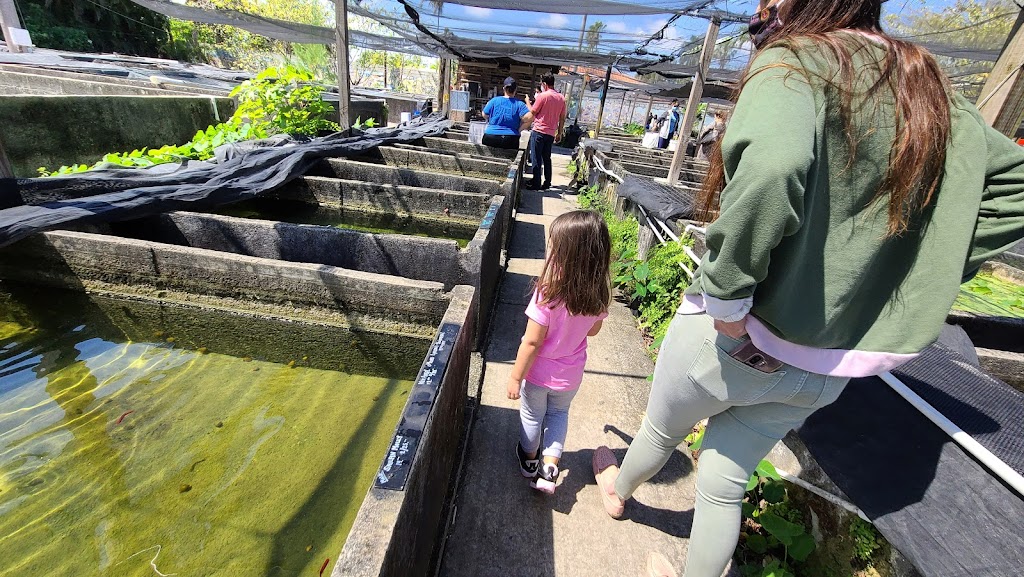 Neighborhood Fish Farm | 12150 SW 45th St, Miami, FL 33175, USA | Phone: (305) 221-8013