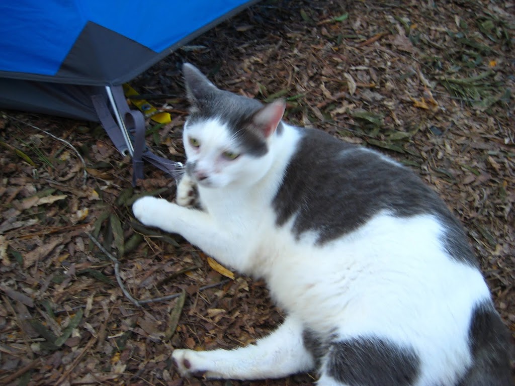 Cool Creek Farm | 738 Castle Rock Farm Rd, Pittsboro, NC 27312, USA | Phone: (919) 542-3862