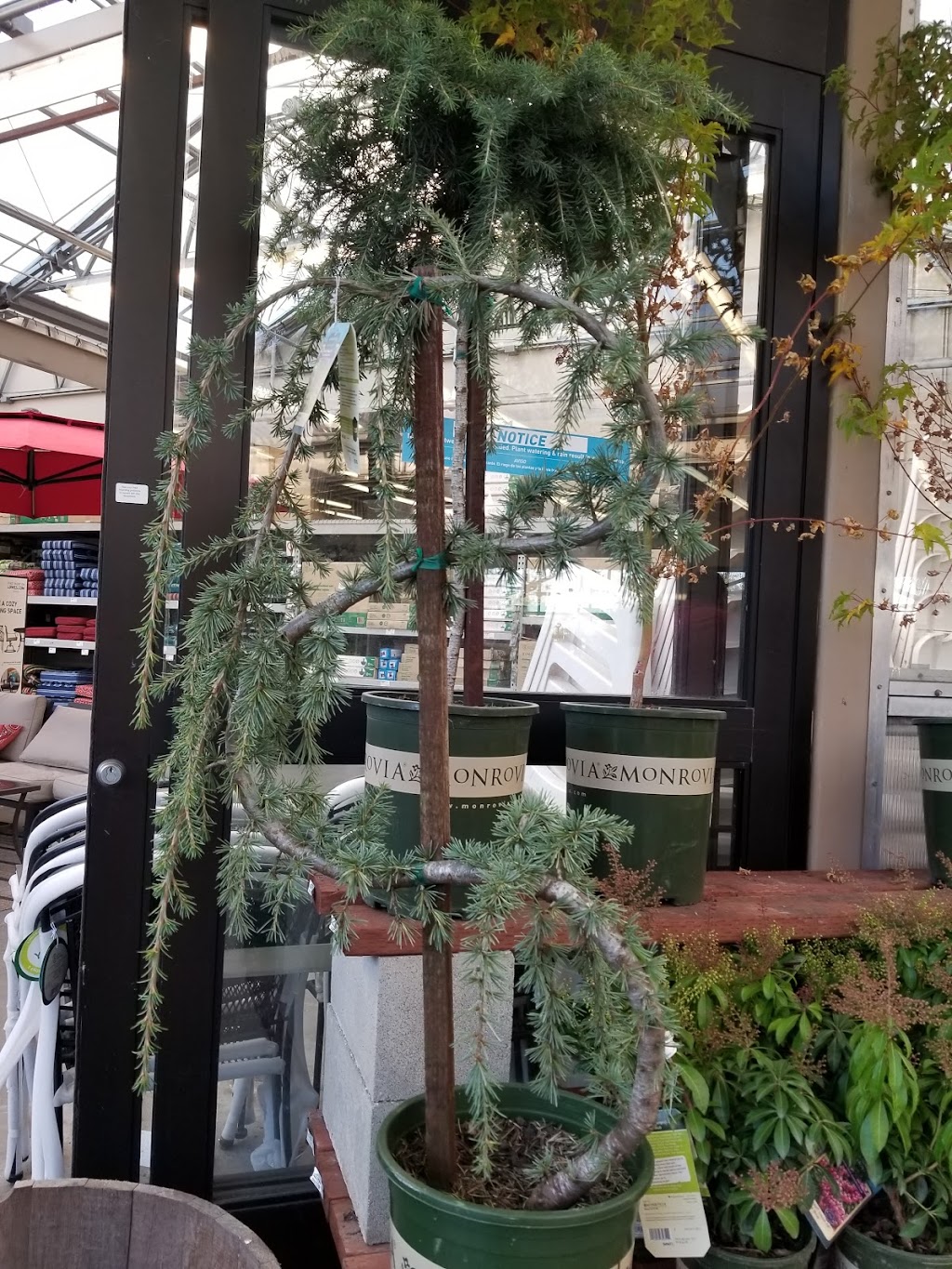 Lowes Garden Center | 22255 S Western Ave, Torrance, CA 90501, USA | Phone: (310) 787-1469