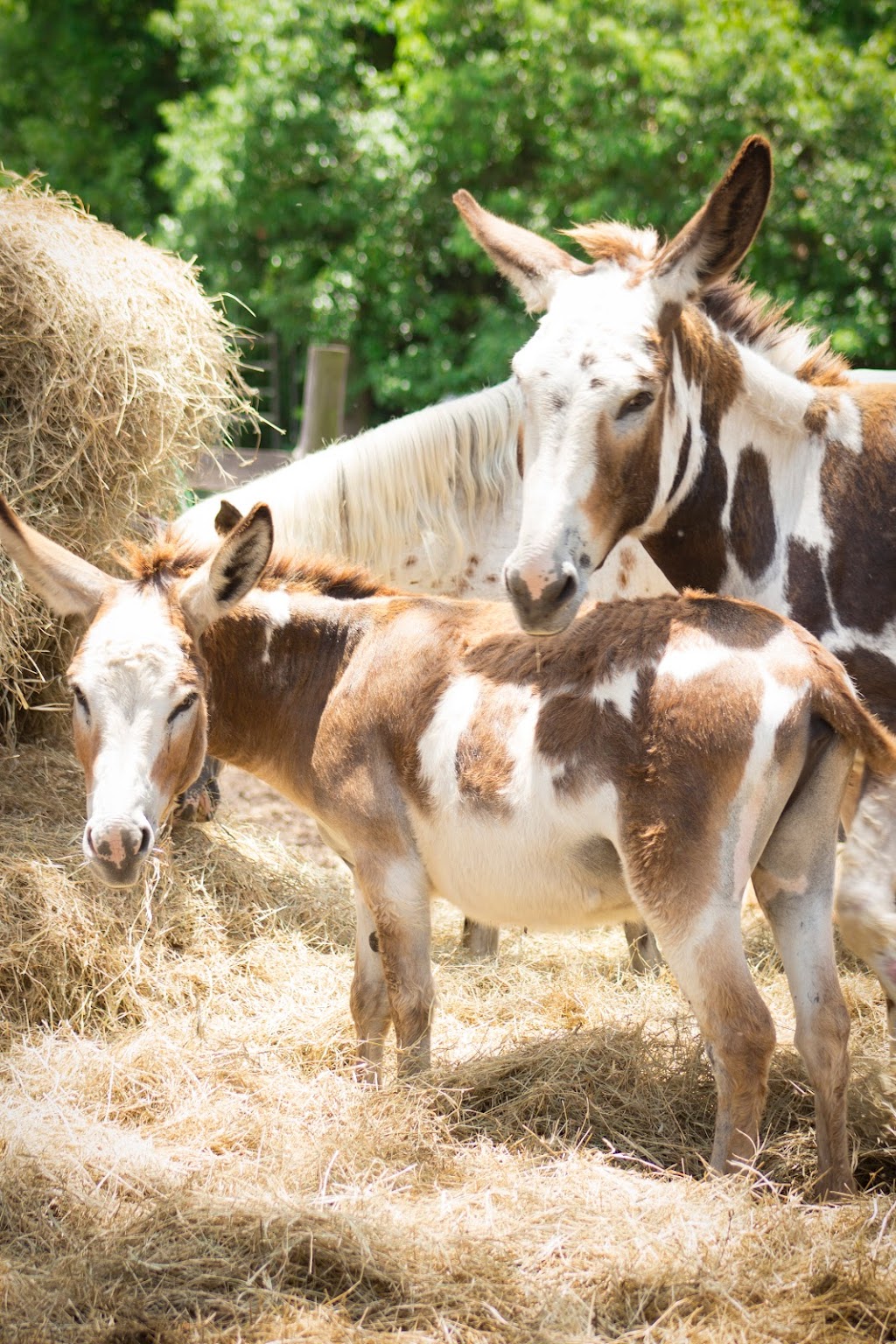 Rockin Horse Farm LLC | 8118 Plathe Rd, New Port Richey, FL 34653, USA | Phone: (727) 514-5261