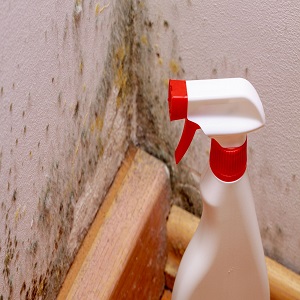 City of Oaks Mold Inspections | 3109 Poplarwood Ct, Raleigh, NC 27604 | Phone: (919) 364-8009