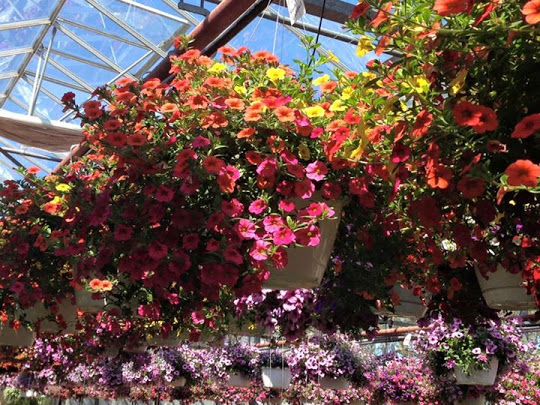 Wistinghausen Florist & Greenhouse | 114 Townline St, Oak Harbor, OH 43449, USA | Phone: (419) 898-4221