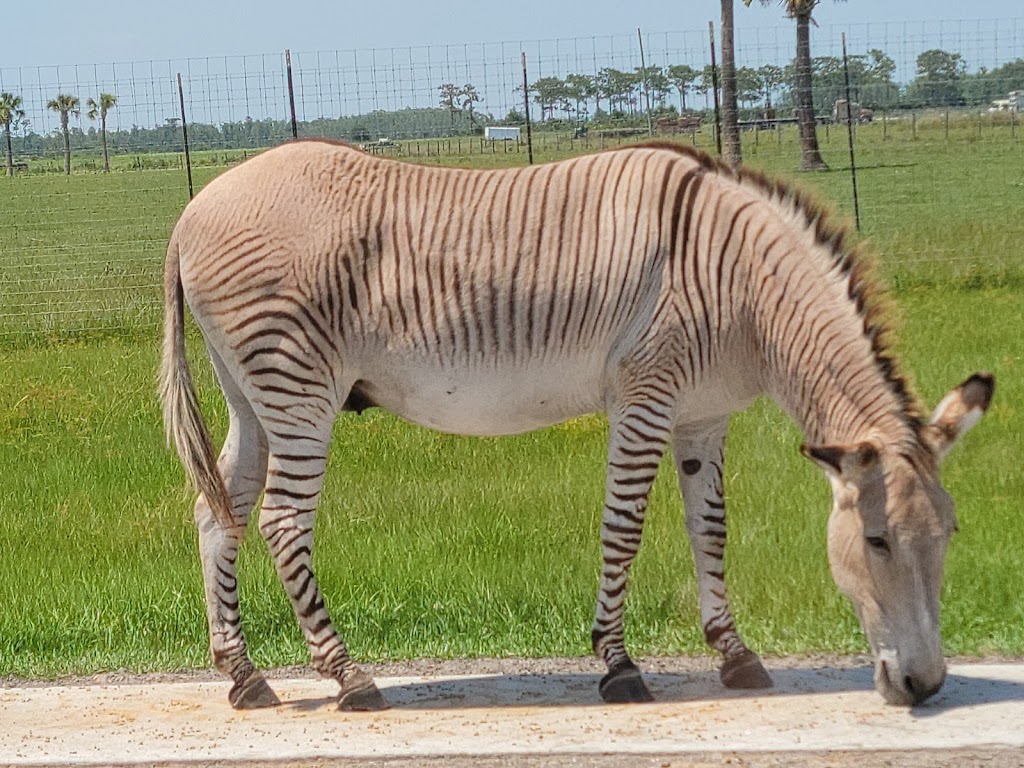 Wild Florida Safari | 3052 Lake Cypress Rd, Kenansville, FL 34739, USA | Phone: (407) 957-3135