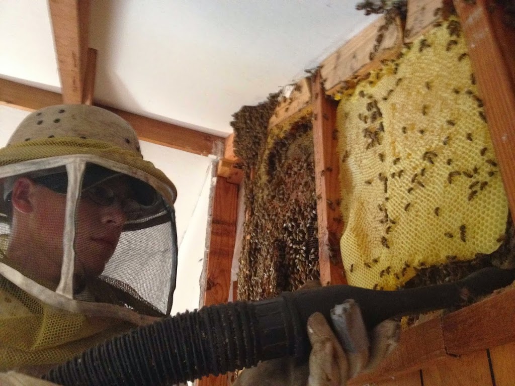 Oakley Honey Bee Removal | 1799 Goodson Ct, Round Rock, TX 78664, USA | Phone: (512) 981-9216