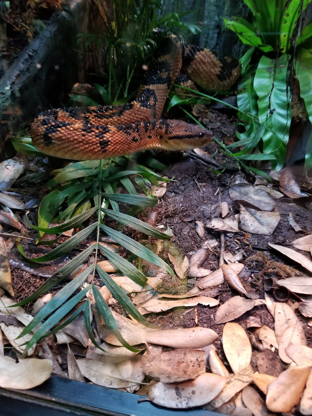 Tiger Treats at Fort Worth Zoo | 1989 Colonial Pkwy, Fort Worth, TX 76109, USA | Phone: (817) 759-7555