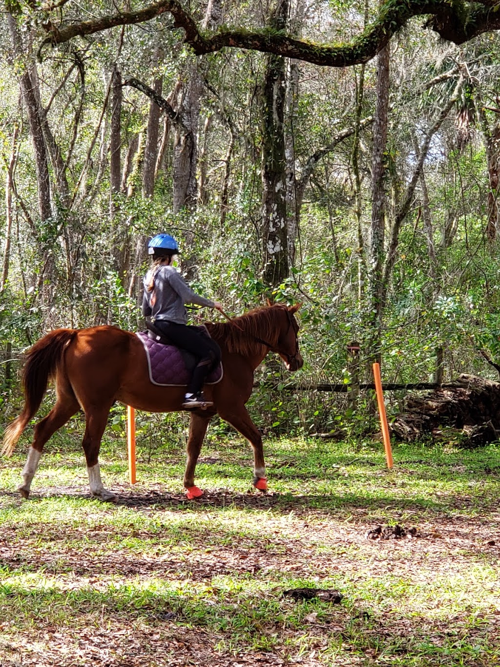 Prospect Riding Center | 34250 FL-70, Myakka City, FL 34251, USA | Phone: (941) 713-1736