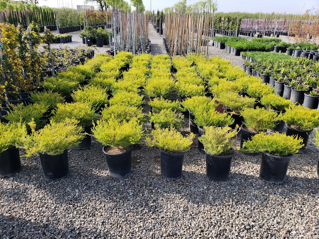 Riverside Nursery and Landscape | Enter Off Chateau, 7864 W Shaw Ave, Fresno, CA 93722, USA | Phone: (559) 275-1891