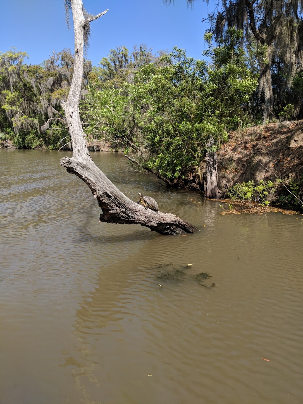 Cajun Style Swamp Tours | 9706 Barataria Blvd, Marrero, LA 70072 | Phone: (504) 628-8848