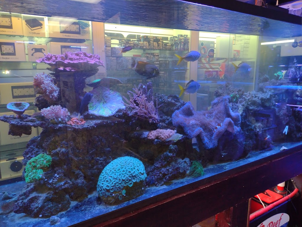The Reef Aquarium Shop | 5613 N Keystone Ave, Indianapolis, IN 46220 | Phone: (317) 253-9695