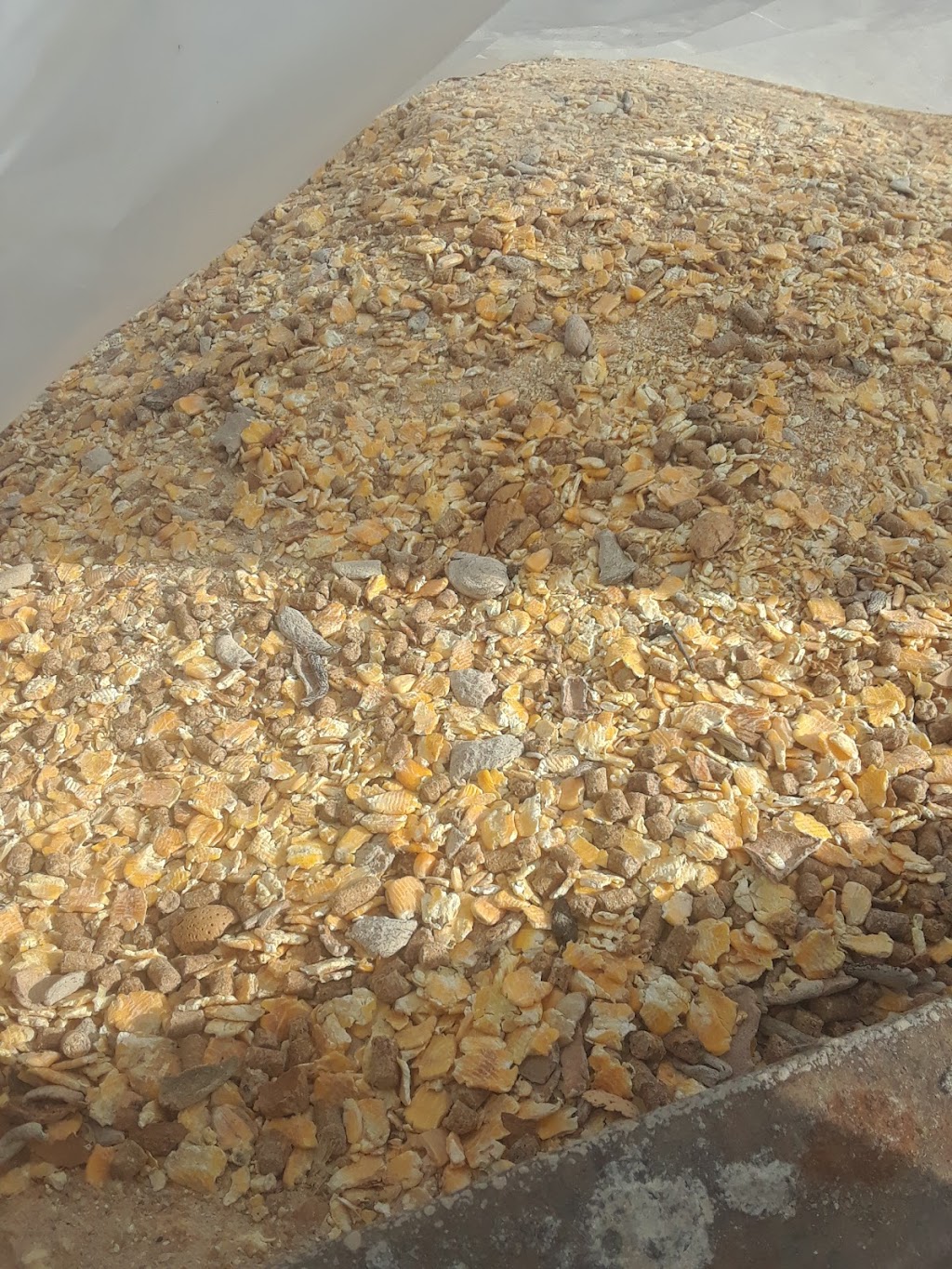 Los Pinos Animal Feed Store 13183 Ave 72, Earlimart, CA 93219, USA