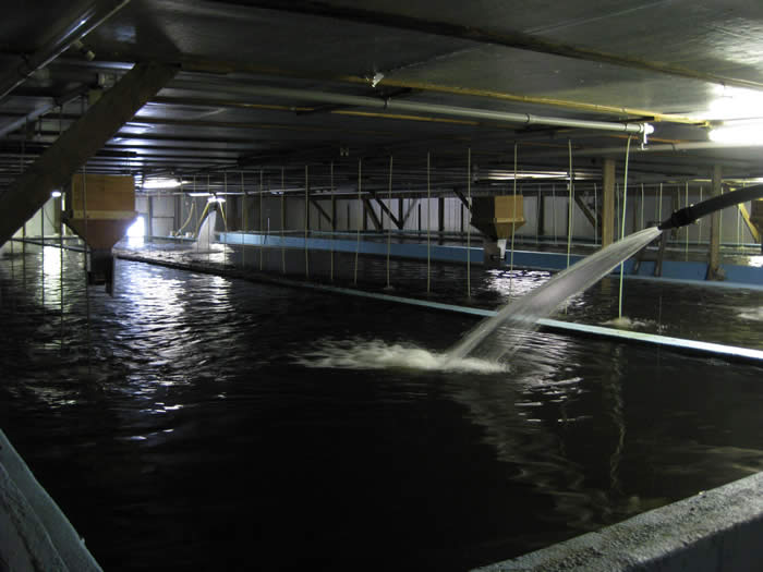 Hicklings Fish Farm Inc | 143 Hickling Rd, Edmeston, NY 13335, USA | Phone: (607) 965-8488