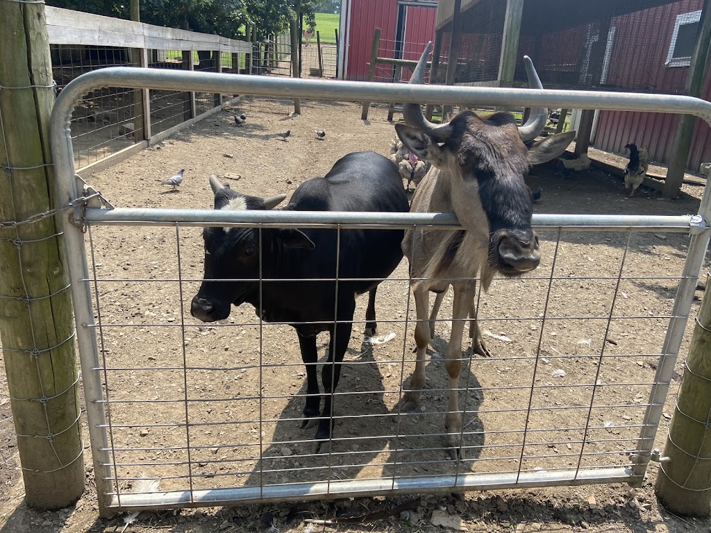 Critter Country Animal Farm | 914 PA-981, Smithton, PA 15479, USA | Phone: (724) 872-5988