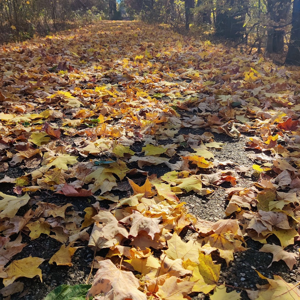 Triangle Lake Bog State Nature Preserve | Ravenna, OH 44266, USA | Phone: (240) 727-3330