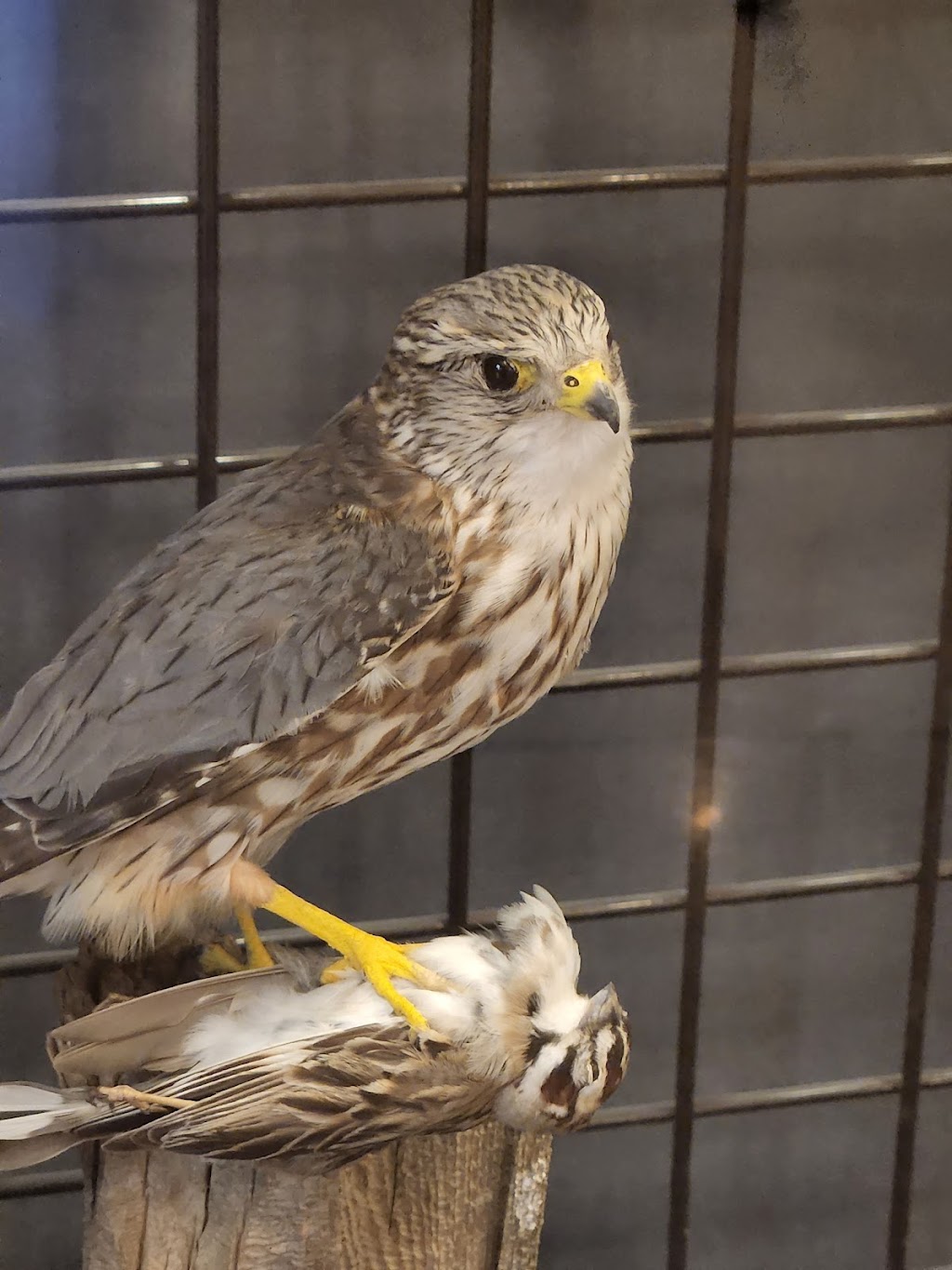 The Peregrine Funds World Center For Birds of Prey | 5668 W Flying Hawk Ln, Boise, ID 83709, USA | Phone: (208) 362-8687