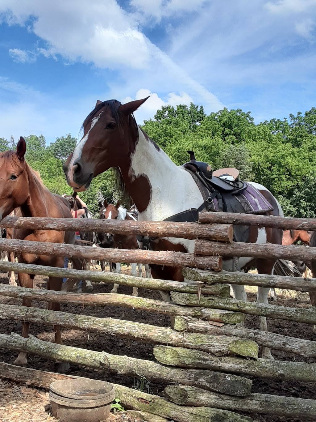 Juro Stables | 735 Carver Ln, Mt. Juliet, TN 37122 | Phone: (615) 473-6254