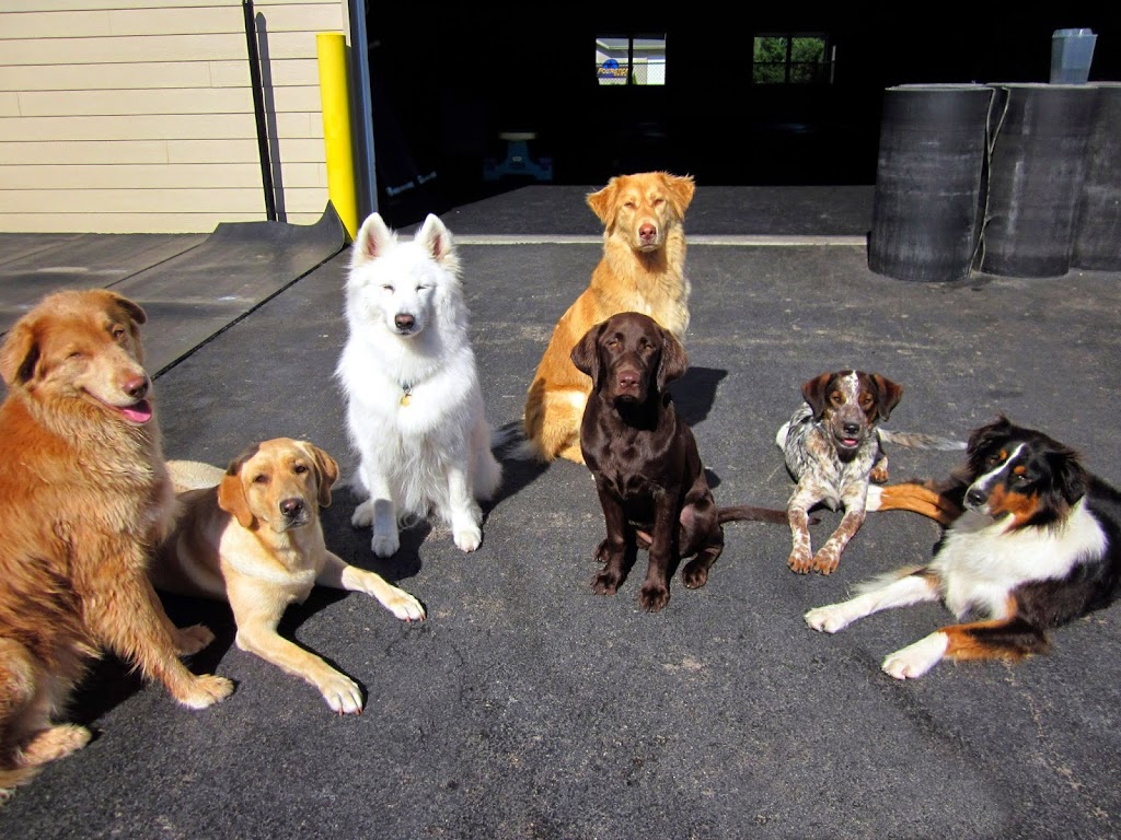 Wags & Barks Doggy Day Care, LLC | 104 Weil Dr, Slinger, WI 53086, USA | Phone: (262) 644-2275