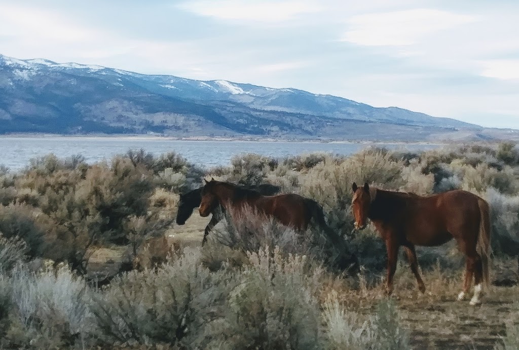 Washoe Lake State Park Campground | Unnamed Road, New Washoe City, NV 89704, USA | Phone: (775) 687-4319