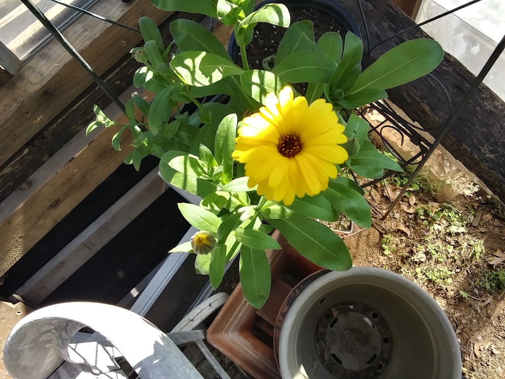 Mrs. Jenkins Gardening | 7216 Nosilla St, Fort Worth, TX 76112, USA | Phone: (817) 458-6987