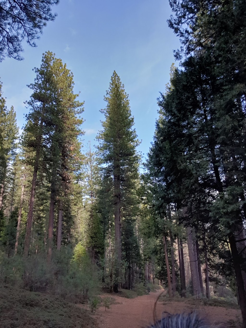 Fleming Trail System & Trailhead | Pollock Pines, CA 95726, USA | Phone: (530) 622-5061
