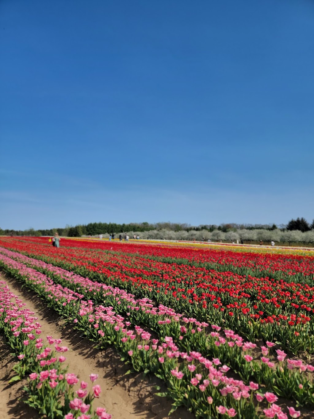 TASC Tulip Pick Farm | 1415 Balfour St, Fenwick, ON L0S 1C0, Canada | Phone: (848) 217-2661