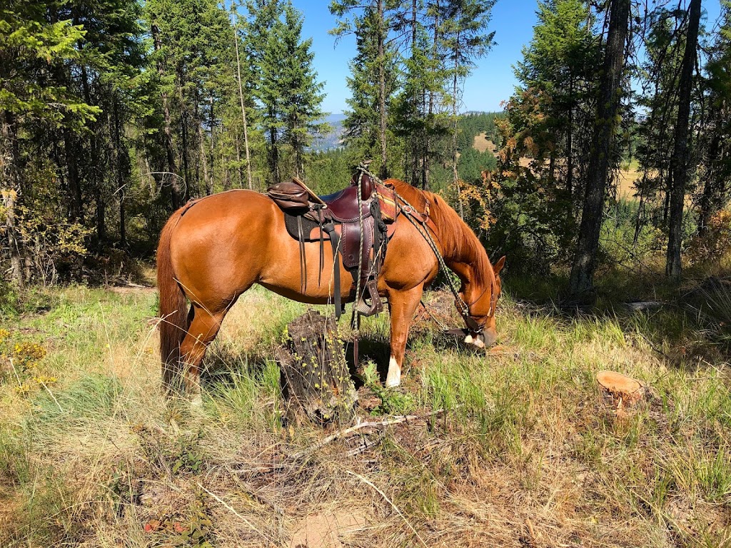 Allegany Mountain Saddlery | 10999 Persia Rd, Gowanda, NY 14070, USA | Phone: (716) 257-9574