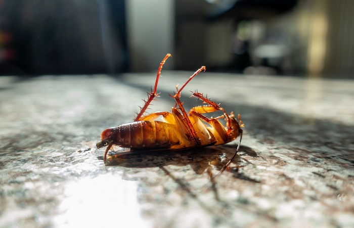 Ellec Pest Control Experts | 4615 Parliament Dr, Alexandria, LA 71303 | Phone: (318) 731-1878