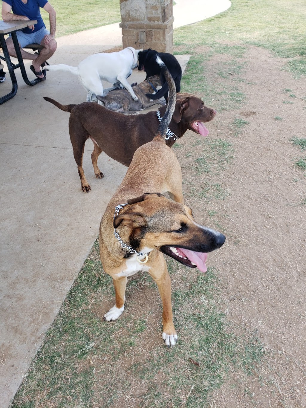 Ruff Range Dog Park | Memorial Road, 5335 4th Army Dr, Frisco, TX 75034, USA | Phone: (972) 292-6500