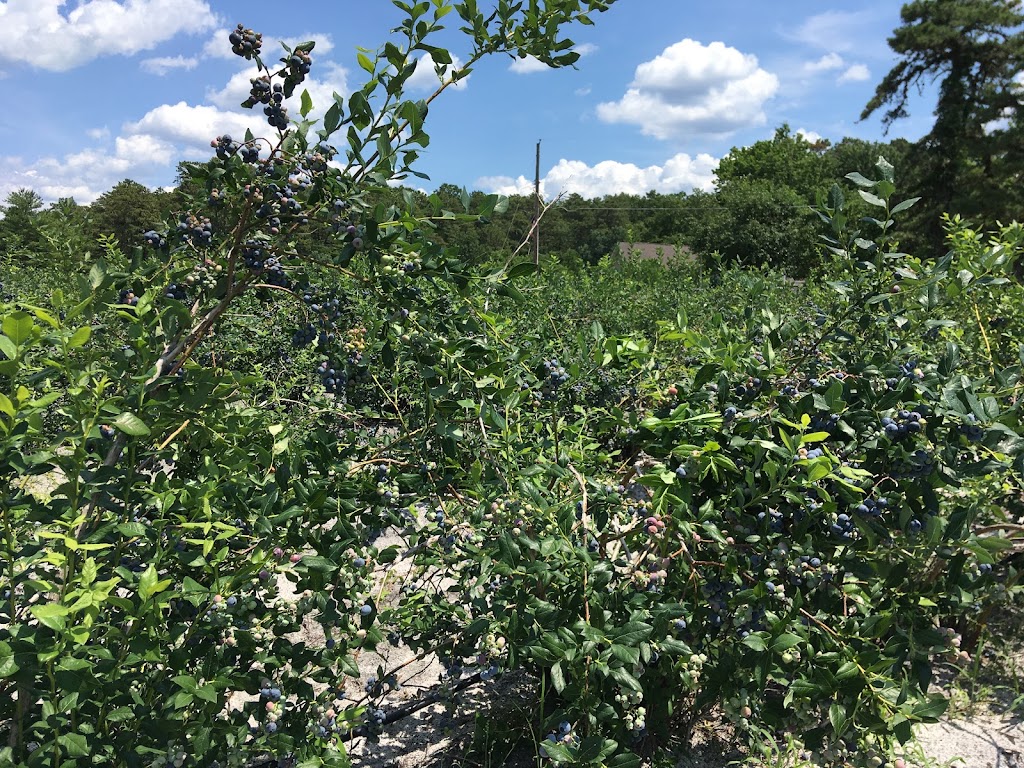 William J Poinsett Farm | 209 Columbus Ave, Browns Mills, NJ 08015, USA | Phone: (609) 744-5522