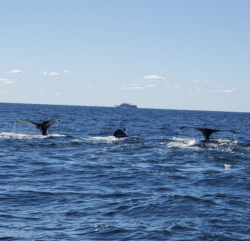 Plymouth Whale Watching | 10 Town Wharf #3848, Plymouth, MA 02360, USA | Phone: (508) 747-3434