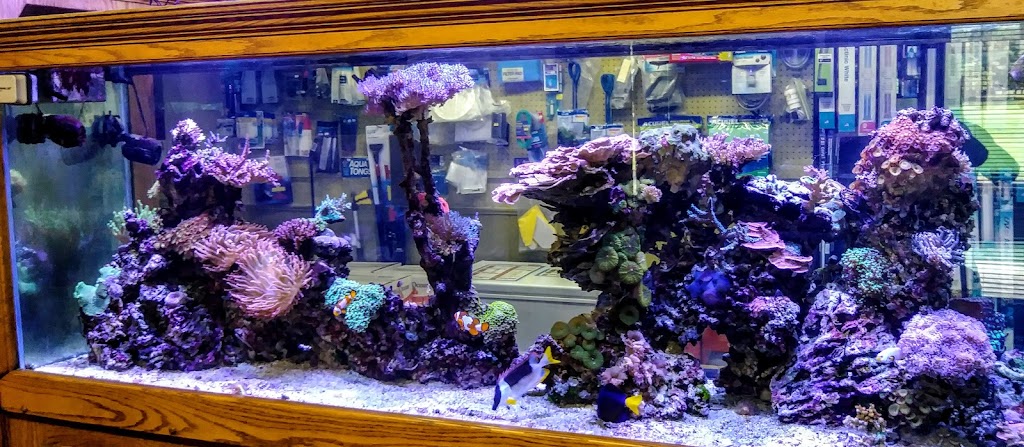 Coral Reefs Marine Fish | 194 Killian Rd, Akron, OH 44319, USA | Phone: (330) 645-0006