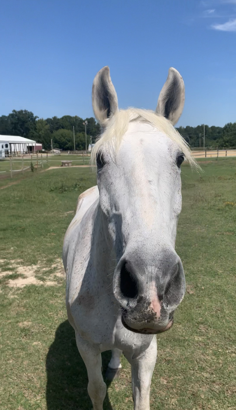 Swift Creek Riding Academy, LLC | 3905 Swift Creek Rd, Smithfield, NC 27577, USA | Phone: (910) 633-9542