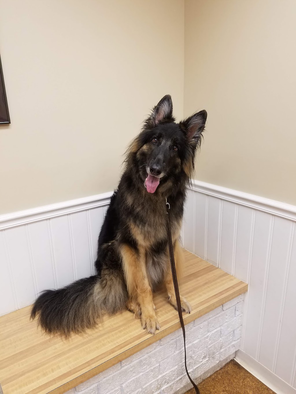 Alpha Veterinary Clinic | 2515 Dayton Xenia Rd, Beavercreek, OH 45434, USA | Phone: (937) 426-9232