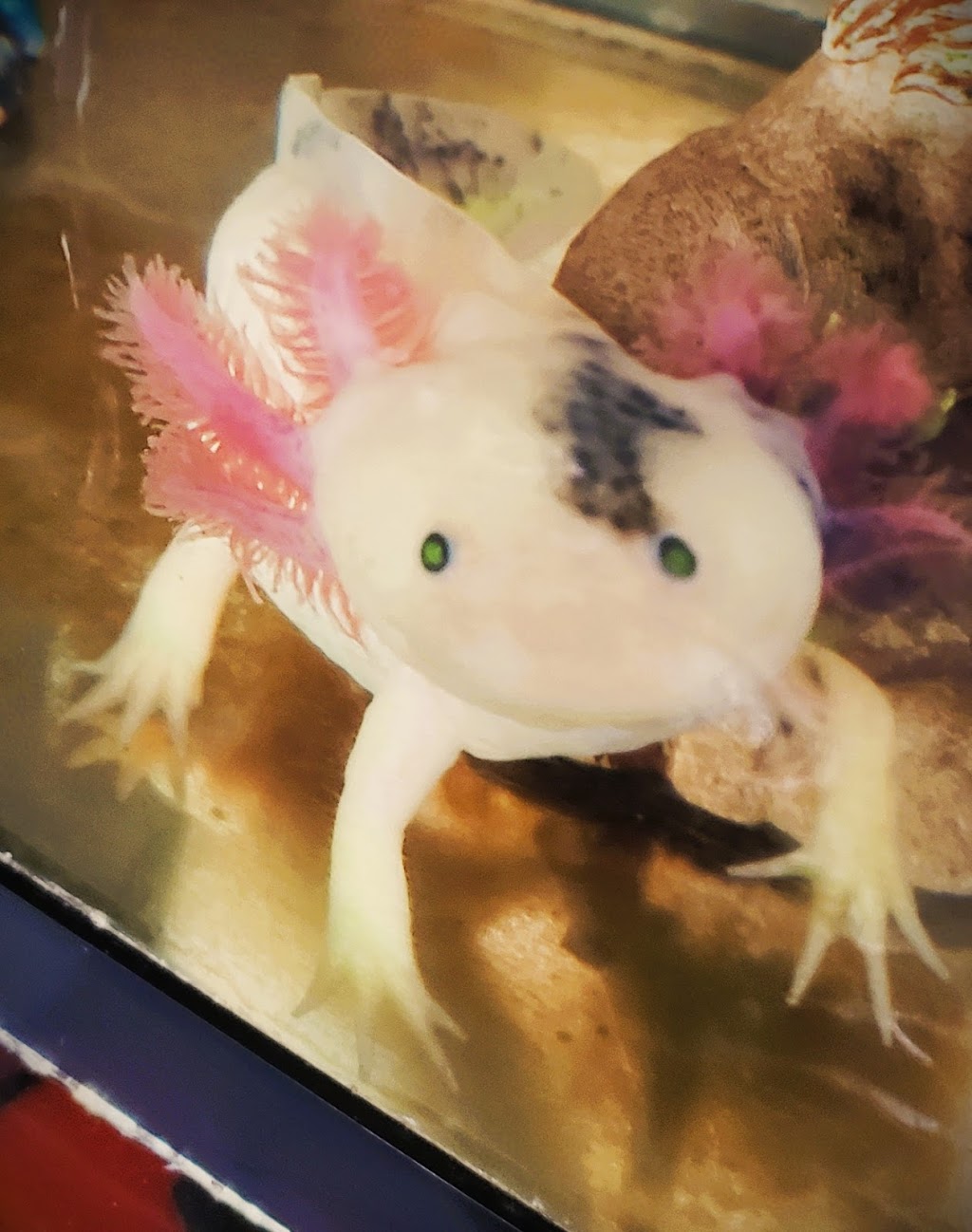 Awesome Axolotls | 10902 W Camas St, Boise, ID 83709, USA | Phone: (208) 602-3995