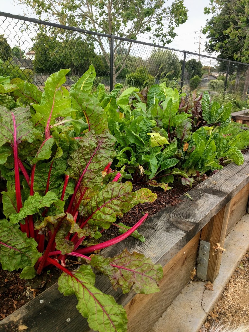 Everett N. "Eddie" Souza Park | 2380 Monroe St, Santa Clara, CA 95051, USA | Phone: (408) 615-3740