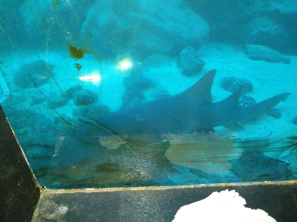 Tarpon Springs Aquarium and Animal Sanctuary | 1722 N Pinellas Ave, Tarpon Springs, FL 34689 | Phone: (727) 938-5378