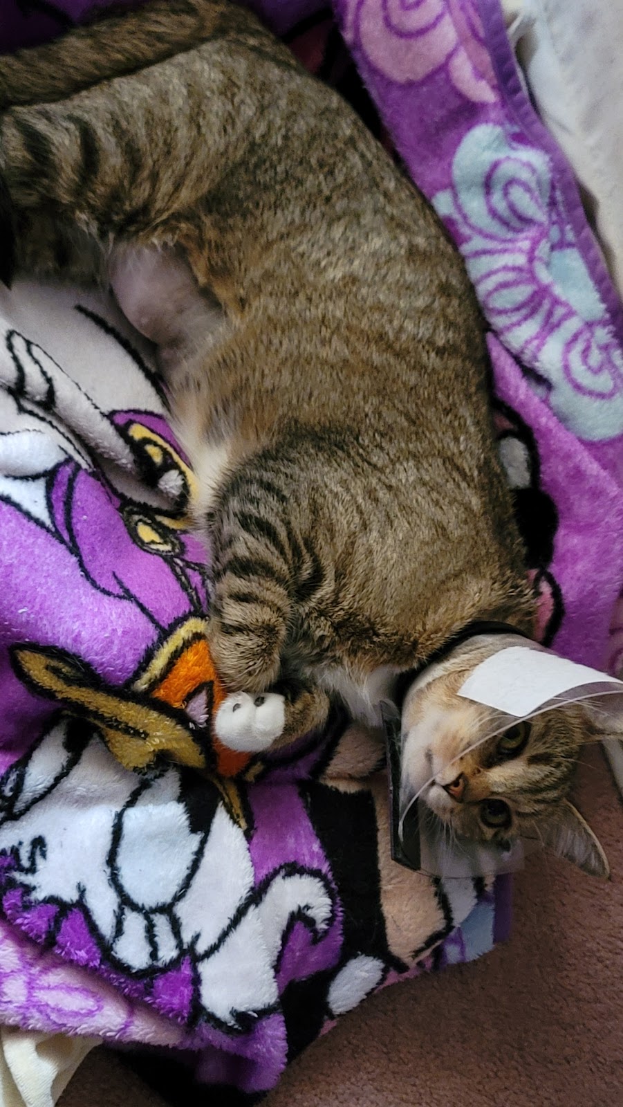 Slippery Rock Veterinary Hospital | 131 Branchton Rd, Slippery Rock, PA 16057, USA | Phone: (724) 794-8545