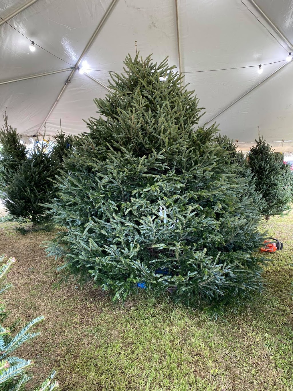 Griffin Farm Fresh Christmas Trees | 542238 US-1, Callahan, FL 32011, USA | Phone: (904) 838-2699