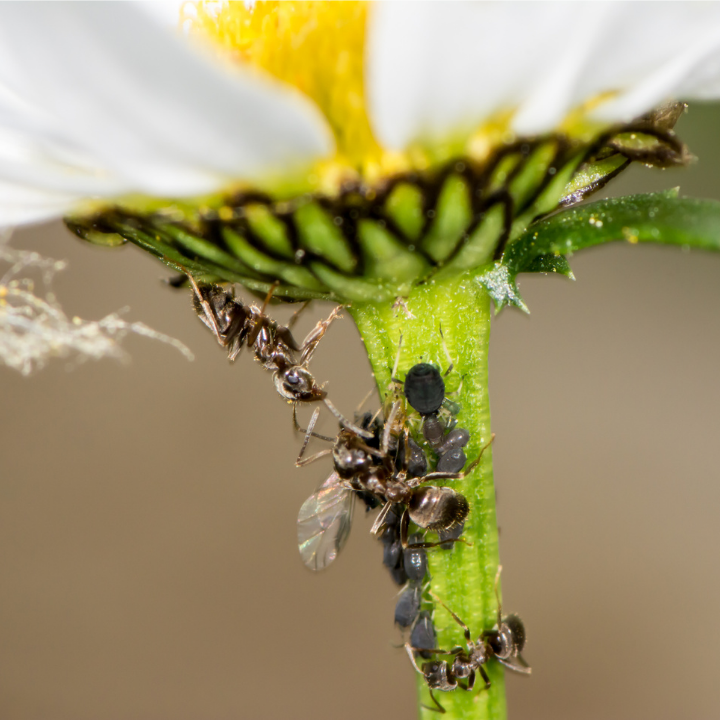 Stampede Pest Control - Leander, TX | 421 S Brook Dr, Leander, TX 78641, USA | Phone: (512) 368-8850