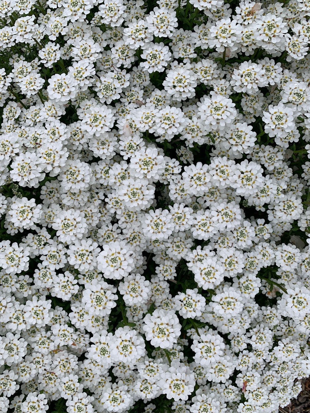 Patchwork Gardens | 2999 U.S. 35 SE, Washington Ct Hs, OH 43160, USA | Phone: (740) 335-0018 Patchwork Gardens | 2999 U.S. 35 SE, Washington Ct Hs, OH 43160, USA | Phone: (740) 335-0018