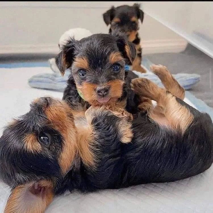 Yorkie Puppies For Sale In California | 14870 Cheyenne Pl, Victorville, CA 93277, USA | Phone: (559) 794-2092