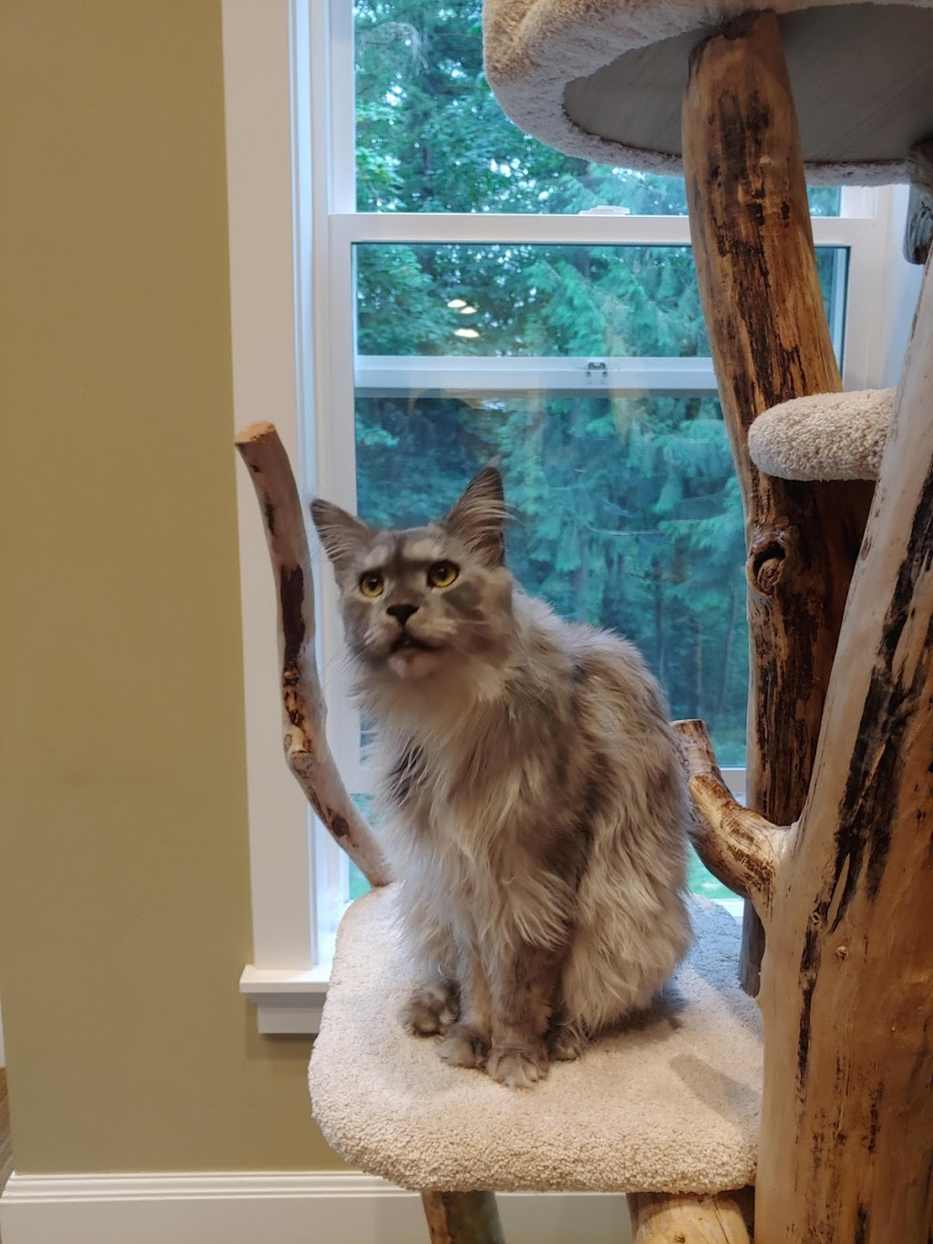 Nordic Coon Maine Coon Cattery | 14320 186th Pl NE, Woodinville, WA 98072, USA | Phone: (425) 260-4287