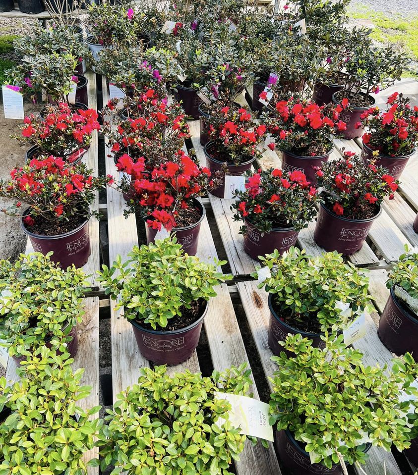 Evans Plant Farm | 7633 Manchester Pike, Murfreesboro, TN 37127, USA | Phone: (615) 895-5990